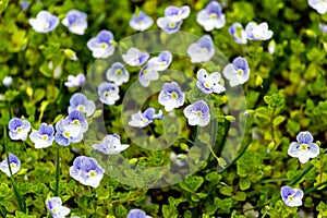 Veronica filiformis Slender speedwell little blue flowers bloomed in the garden