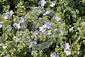 Veronica filiformis Slender speedwell little blue flowers bloomed in the garden, delicate flower background