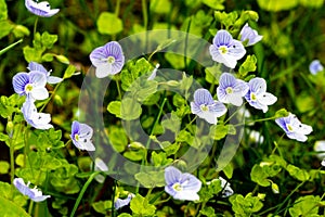 Veronica filiformis Slender speedwell little blue flowers bloomed in the garden. Excellent natural background