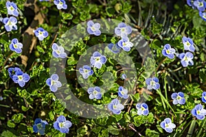 Veronica filiformis Slender speedwell little blue flowers bloomed in the garden. Excellent natural background