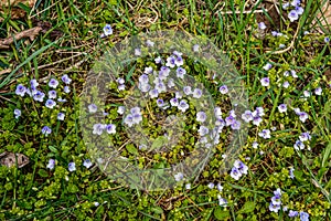 Veronica filiformis Slender speedwell in natural habitat