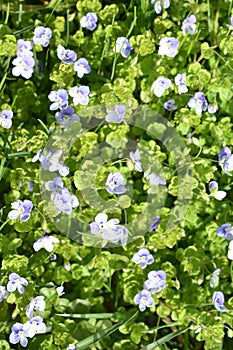 Veronica filiformis small blue flower in spring