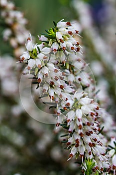 Rompió flor 