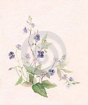 Veronica flowers watercolor painting. photo