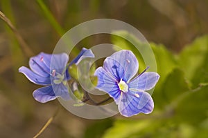 Veronica germander