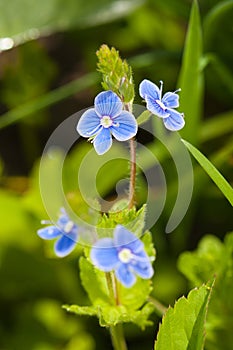 Veronica germander