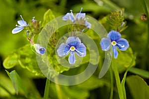 Veronica germander