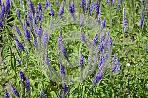 Veronica grandis with royal blue flowers