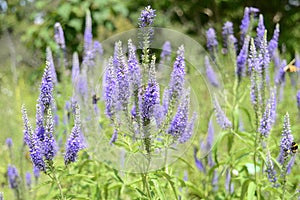 Veronica grandis with royal blue flowers