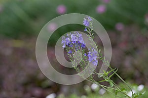 Veronica longifolia