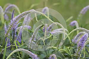 Veronica longifolia known as garden speedwell.