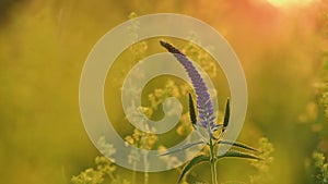 Veronica longifolia in the meadow