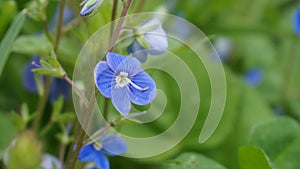 Veronica officinalis photo