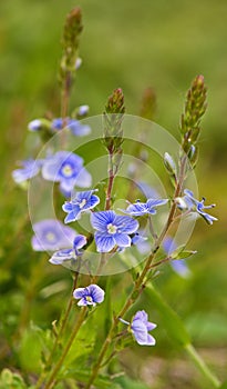 Veronica officinalis blue flower green meadow bakground