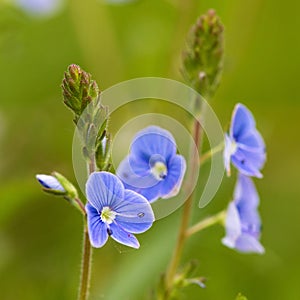 Veronica officinalis blue flower green meadow bakground