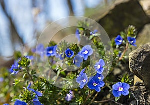 Veronica officinalis flower