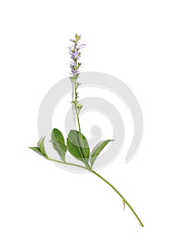 Veronica officinalis herb small blue flowers