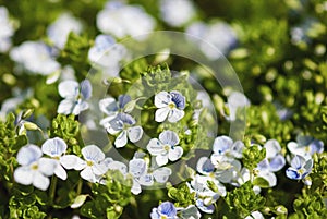 Veronica pale blue flowers on sunny meadow, nature background