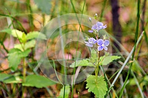 Veronica persica - birdeye speedwell blue flowers
