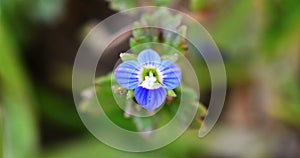 Veronica persica, birdeye speedwell, common field-speedwell photo