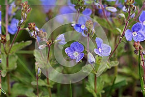 Veronica persica or birdeye speedwell. Wild flower veronica oak