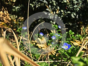 Veronica persica common names: birdeye speedwell, common field-speedwell, Persian speedwell, large field speedwell photo