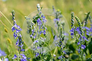 Veronica persica, commonly known as veronica officinalis Purple flowers in a meadow near a lake during the flowering