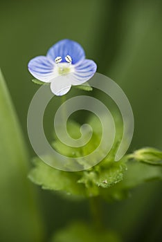 Veronica persica flower, birdeye speedwell