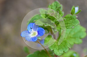 Veronica persica or  Persian speedwell flower