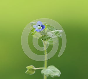 Persian speedwell photo