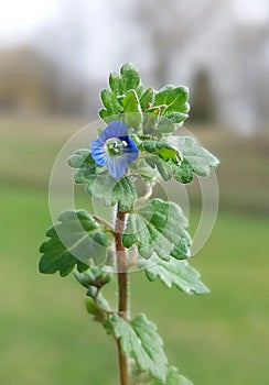 Veronica persica (Persian speedwell) photo