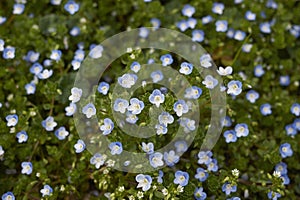 Field full of Veronica persica blue flowers photo