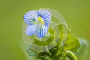 Veronica persica, speedwell flower blue petals blooming during Springtime season