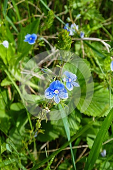 Veronica persica vertical image. Veronica Perska