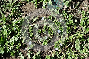 Veronica polita in bloom in March