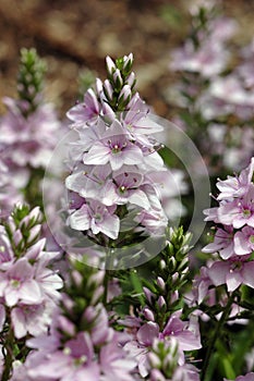 Veronica prostrata \'Mrs. Holt\' in Bloom