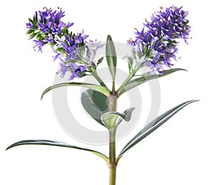 Veronica salicifolia