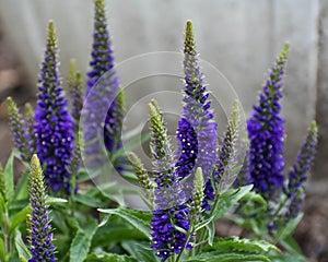 Veronica Speedwell Perennial Purple Illusion photo