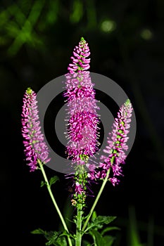 Veronica spicata