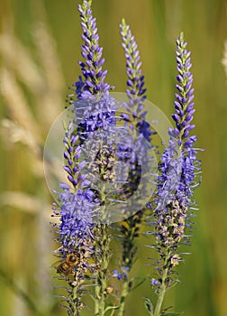 Veronica spicata