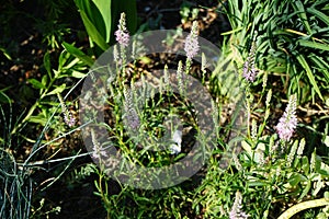 Veronica spicata blooms with light pink flowers in June. Berlin, Germany