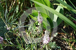 Veronica spicata blooms with light pink flowers in June. Berlin, Germany