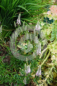 Veronica spicata blooms with light pink flowers in June. Berlin, Germany