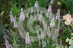 Veronica spicata blooms with light pink flowers in June. Berlin, Germany