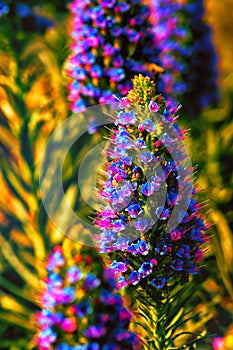 Veronica spicata Blue Charm