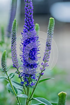 Veronica spicata Christa