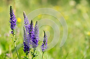 Veronica spicata flowers on the meadow photo