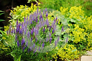 Veronica spikelet planted in mixed border with alchemilla mollis