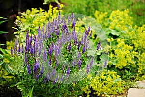 Veronica spikelet planted in mixed border with alchemilla mollis photo