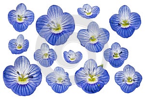 Veronica spring flowers in blue color seen from above for decorations.